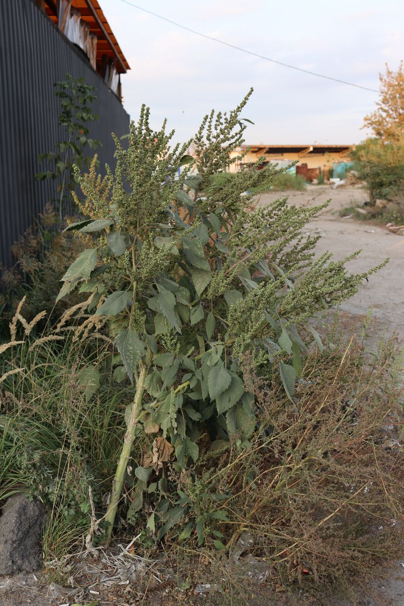 Image of Cyclachaena xanthiifolia specimen.