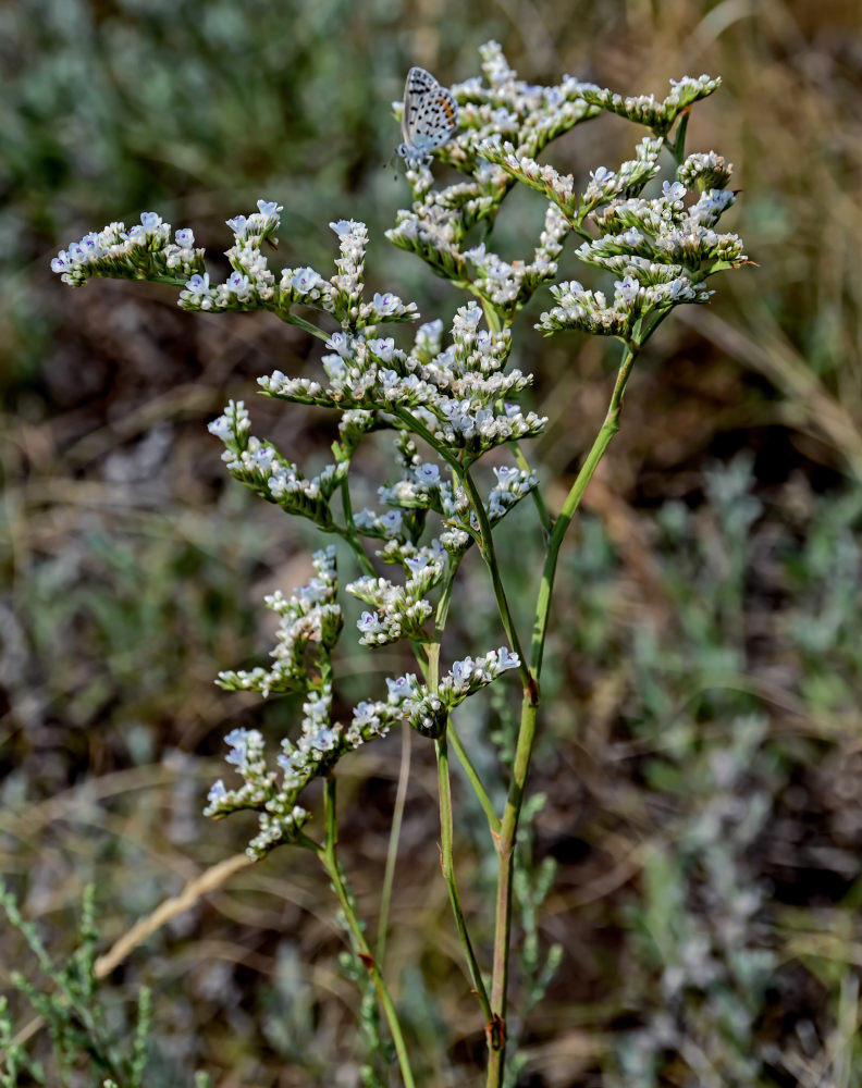 Изображение особи Goniolimon elatum.