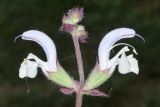 Salvia sclarea. Верхушка соцветия. Узбекистан, Андижанская обл. Ходжаабадский р-н, окр. г. Ходжаабад, левый берег канала Шахрихансай, каменистое местообитание. 06.07.2023.