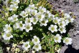 Diapensia obovata