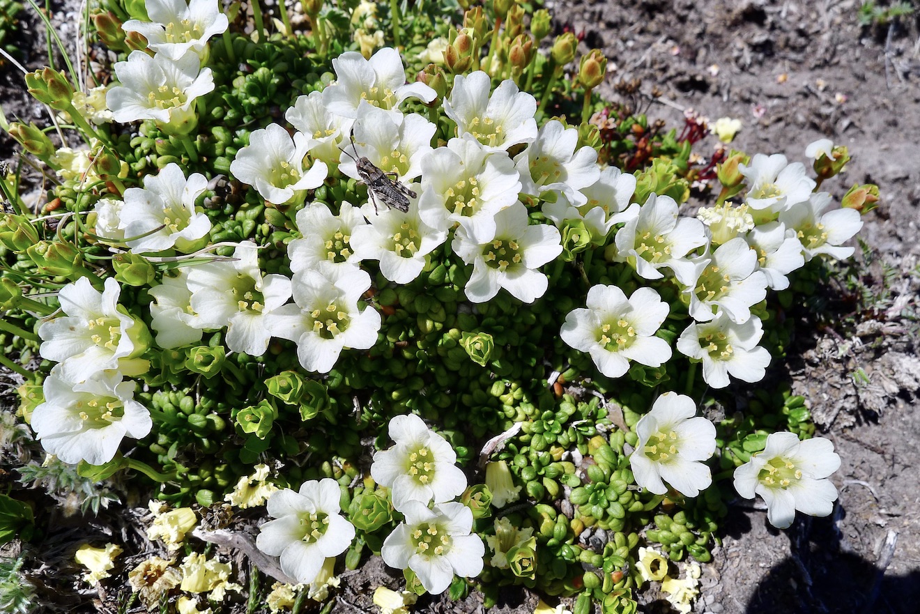 Изображение особи Diapensia obovata.