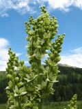 Veratrum lobelianum. Верхушка соцветия с цветками и бутонами. Казахстан, Центральный Алтай, берег оз. Рахмановское, 1760 м н.у.м., берег термального источника. 7 июля 2024 г.