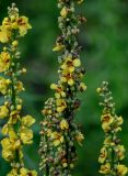 Verbascum nigrum. Части соцветий с завязавшимися плодами. Московская обл., Одинцовский гор. округ, окр. г. Звенигород, берег р. Москва, луг. 18.08.2024.