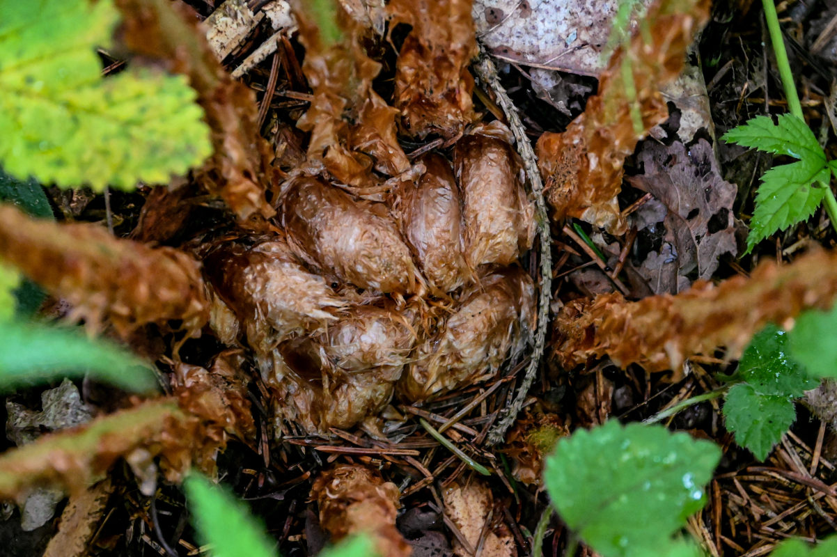 Image of Dryopteris filix-mas specimen.