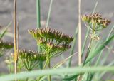 Ligusticum scoticum. Соплодия. Камчатский край, Елизовский р-н, берег Авачинского залива, Халактырский пляж. 08.08.2024.