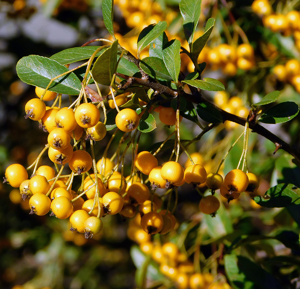 Image of Pyracantha crenulata specimen.