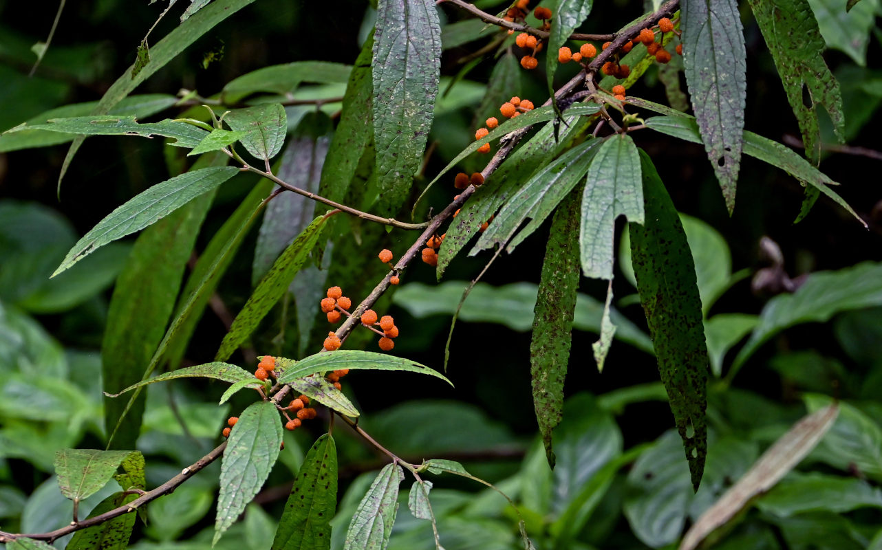 Image of Debregeasia longifolia specimen.