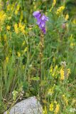 род Campanula