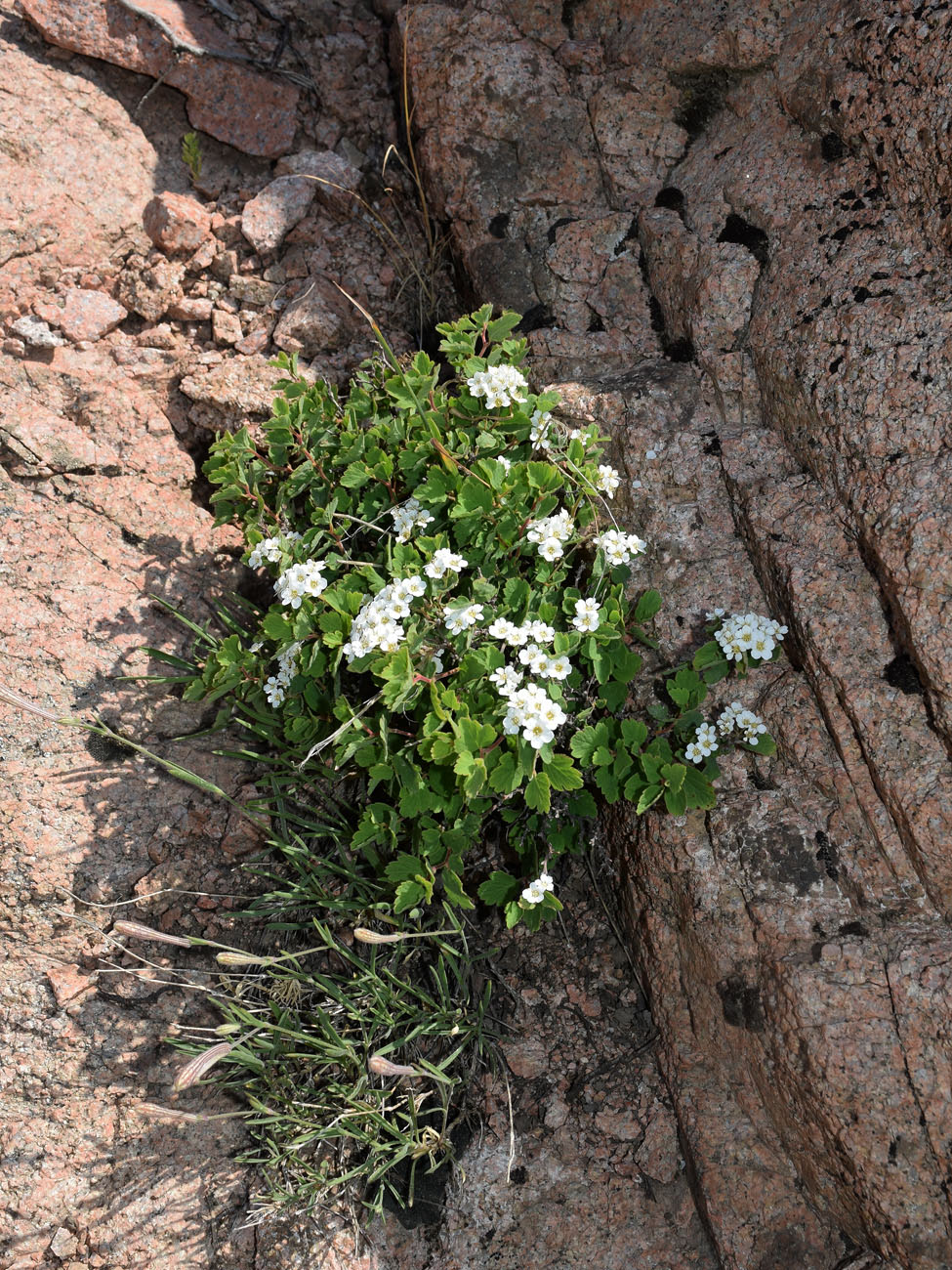 Изображение особи Spiraea pilosa.