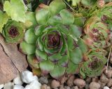 Sempervivum ruthenicum. Вегетирующие растения. Коми, г. Сыктывкар, придомовая территория, цветник. 13.09.2021.