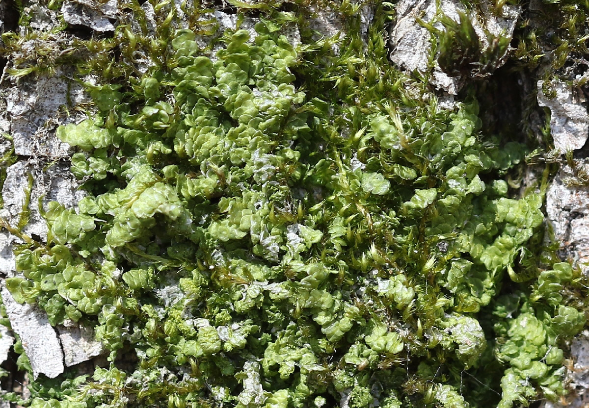 Image of Radula complanata specimen.