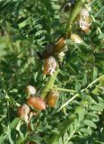 Astragalus turkestanus