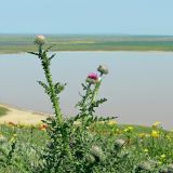 View full-size image Carduus uncinatus subspecies davisii