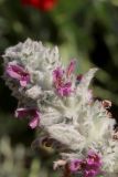 View full-size image Stachys byzantina