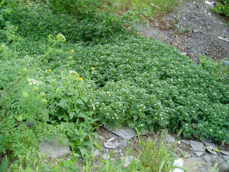 Изображение особи Nasturtium officinale.