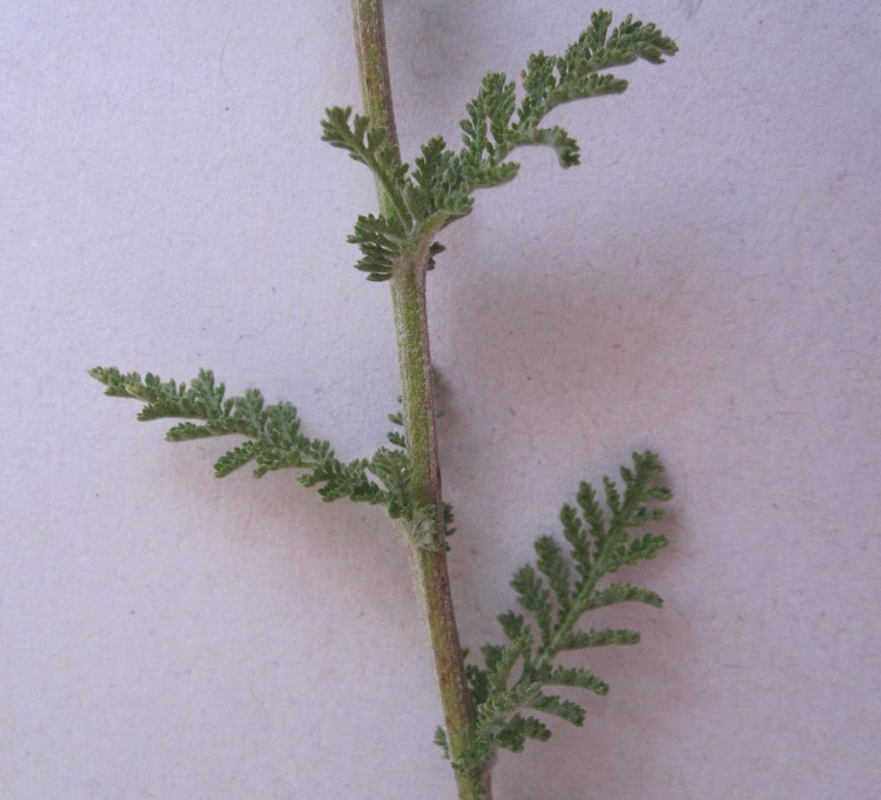 Image of Achillea nobilis specimen.