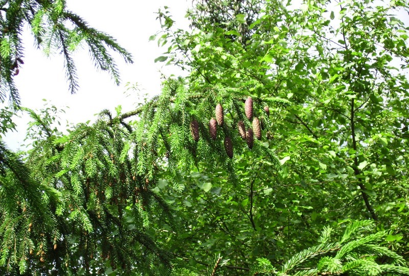 Image of Picea abies specimen.