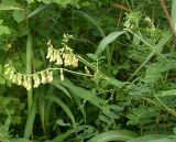 Astragalus membranaceus