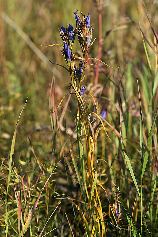 Изображение особи Gentiana pneumonanthe.