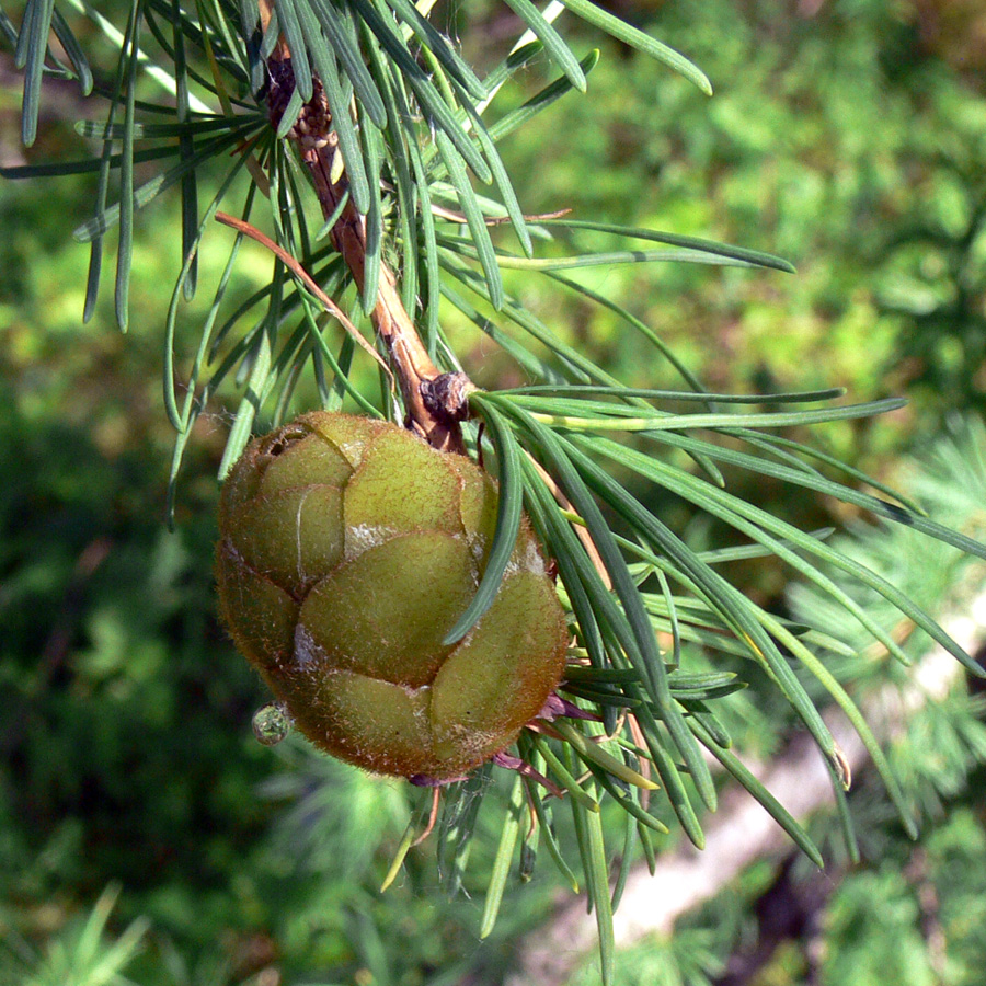 Image of Larix sukaczewii specimen.