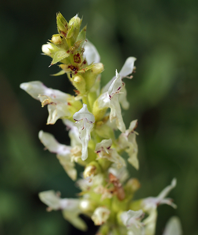 Изображение особи Stachys recta.