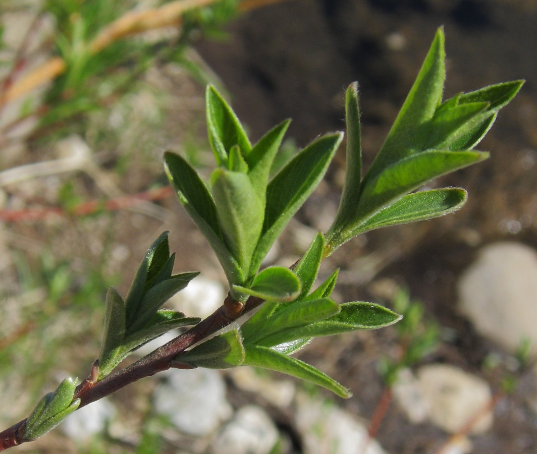 Изображение особи Salix myrsinifolia.