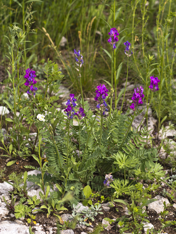 Image of Oxytropis uralensis specimen.