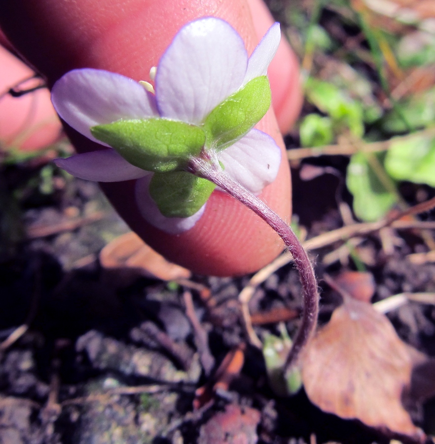 Image of Hepatica nobilis specimen.