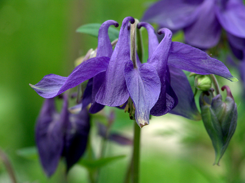 Image of Aquilegia vulgaris specimen.