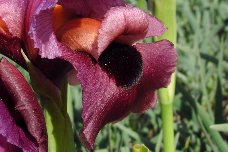 Image of Iris mariae specimen.