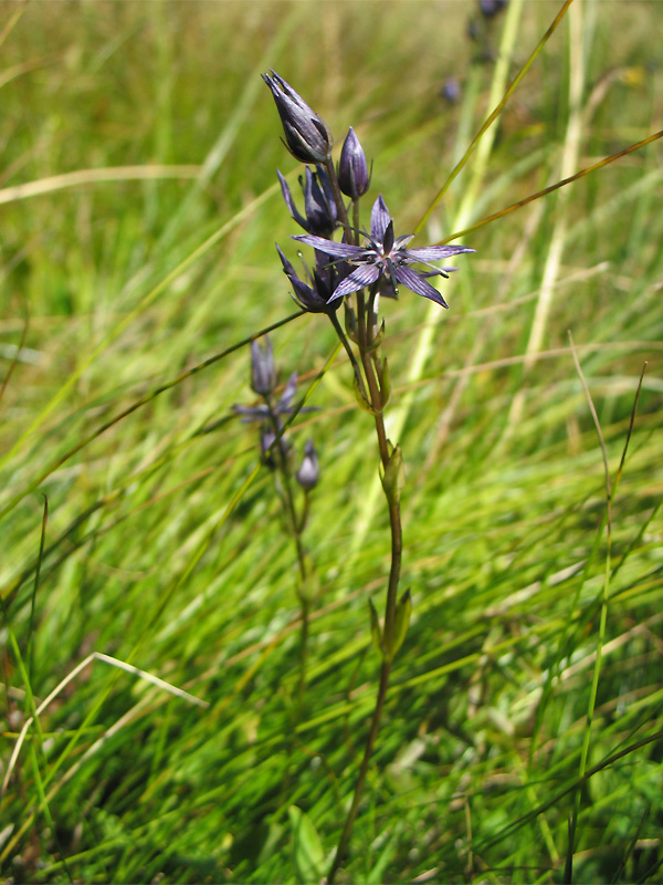 Изображение особи Swertia alpestris.