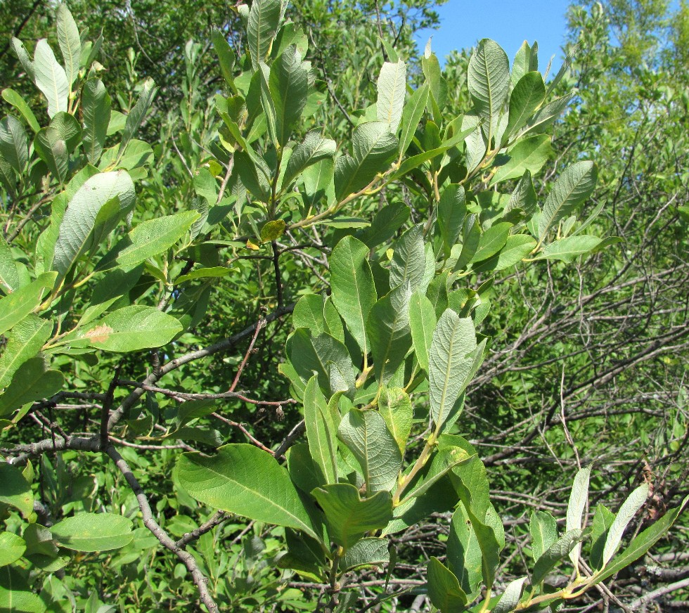 Image of Salix cinerea specimen.