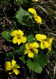 Viola uniflora. Цветущие растения. Кемеровская обл., Междуреченский р-н, окр. пос. Камешек. 3 мая 2012 г.