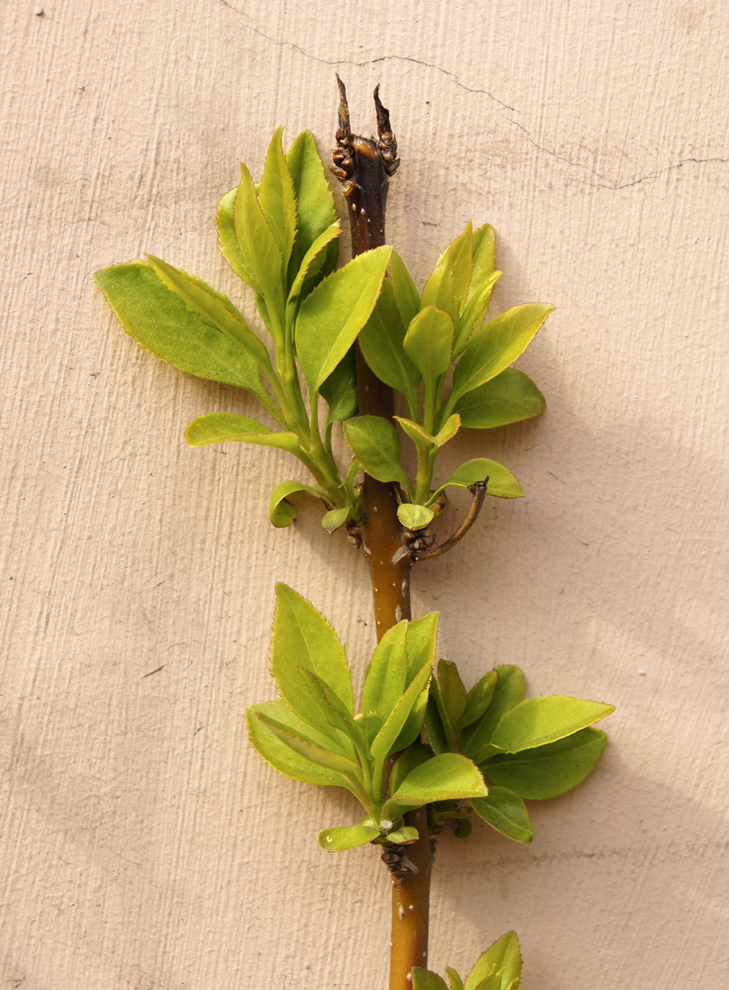 Image of Forsythia ovata specimen.