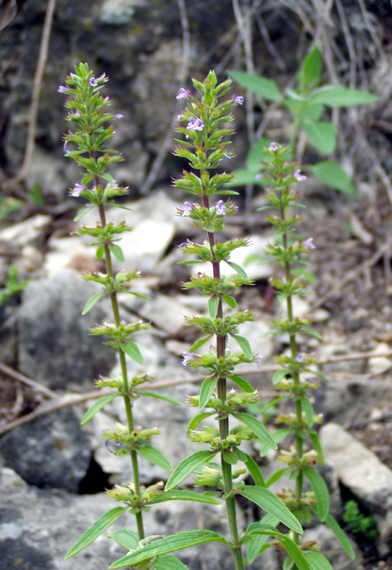 Image of Dracocephalum thymiflorum specimen.