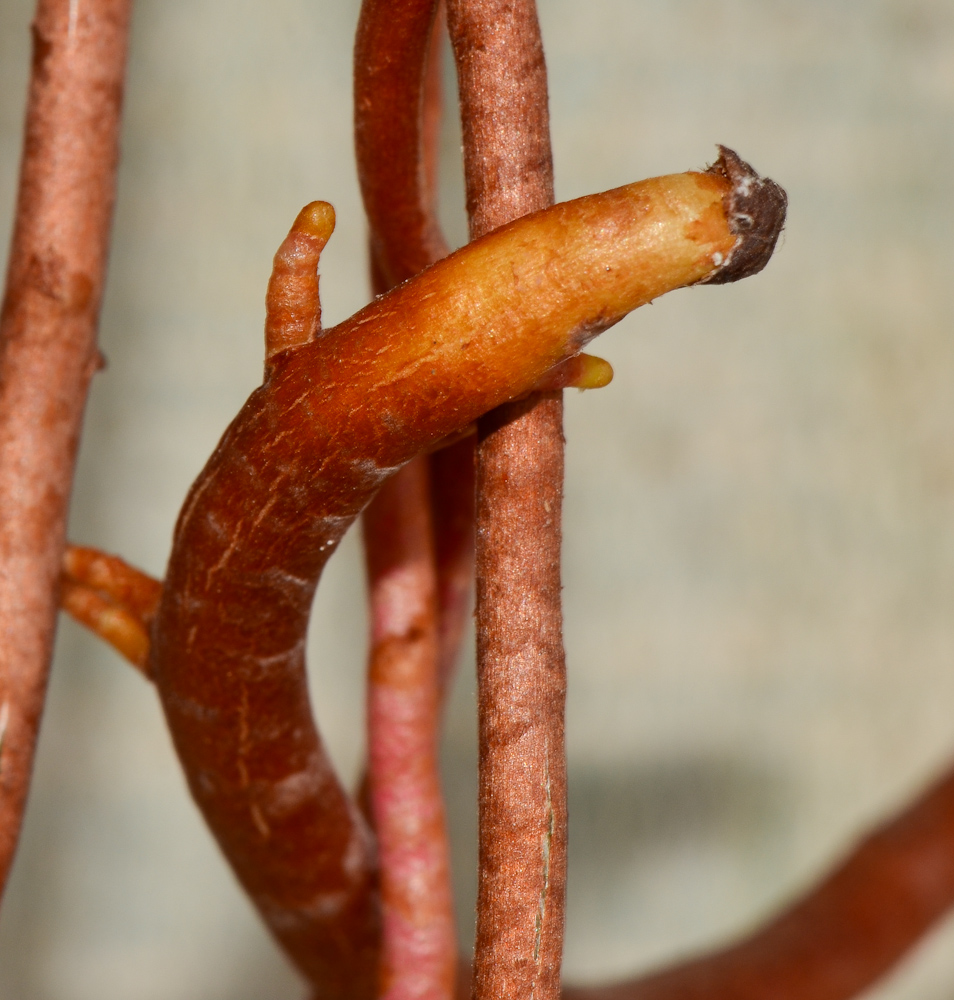 Image of Ficus benghalensis specimen.