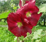 Alcea rosea