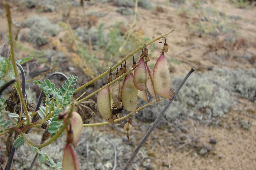 Image of Astragalus sericeocanus specimen.