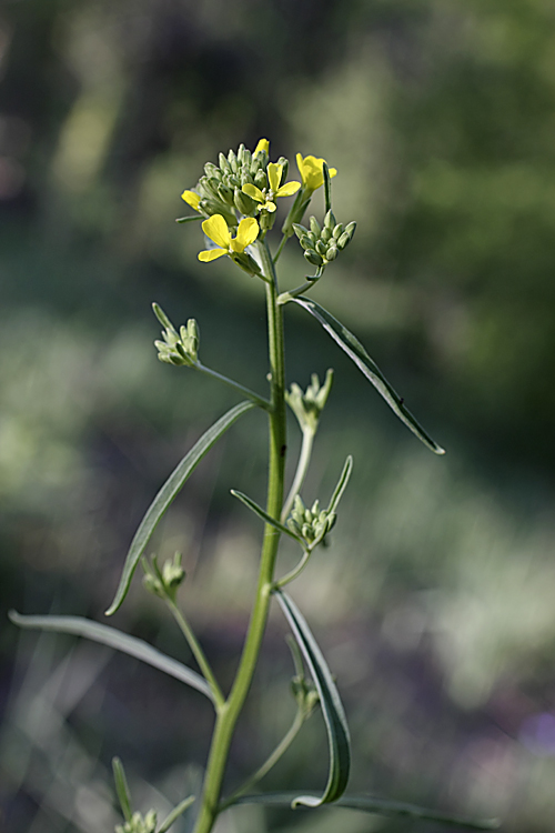 Image of Erysimum canescens specimen.