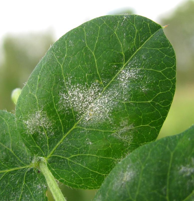 Image of Caragana arborescens specimen.