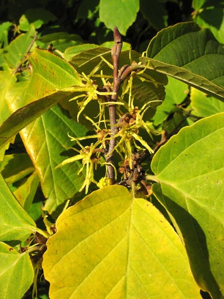 Image of Hamamelis virginiana specimen.