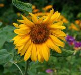 Helianthus annuus. Соцветие. Московская обл., Раменский р-н, окр. дер. Хрипань, садовый участок. 15.07.2012.