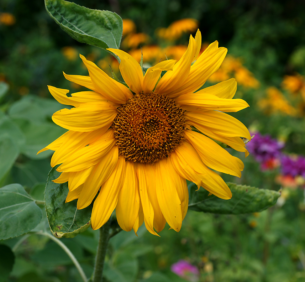 Image of Helianthus annuus specimen.