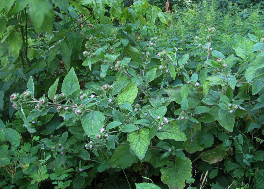 Image of Arctium minus specimen.