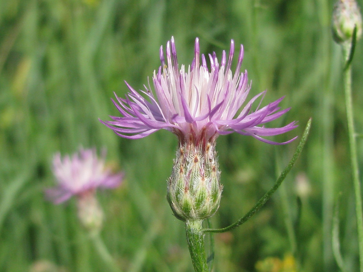 Image of Centaurea borysthenica specimen.