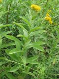 Inula germanica