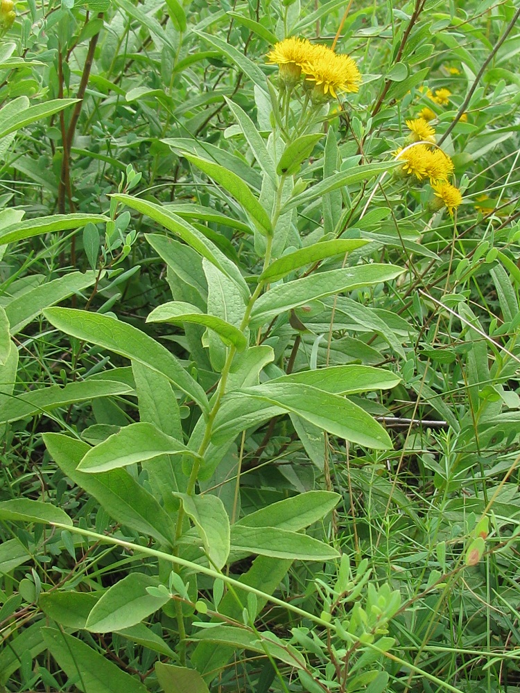 Изображение особи Inula germanica.