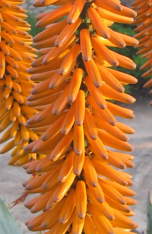 Image of genus Aloe specimen.