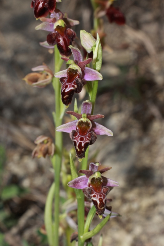 Image of Ophrys &times; aghemanii specimen.