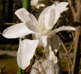 Magnolia stellata. Цветок. Подмосковье, г. Одинцово, сквер. Май 2013 г.